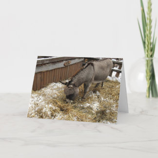Tarjeta Festiva Pequeños Navidades de burro