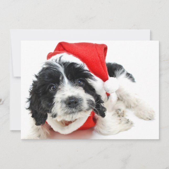 Tarjeta Festiva Perrito blanco y negro que lleva el equipo de (Anverso)