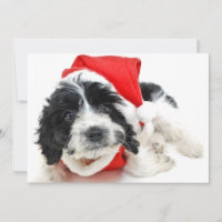 Perrito blanco y negro que lleva el equipo de