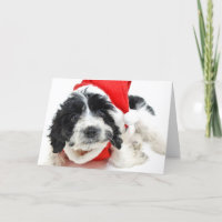Perrito blanco y negro que lleva el equipo de