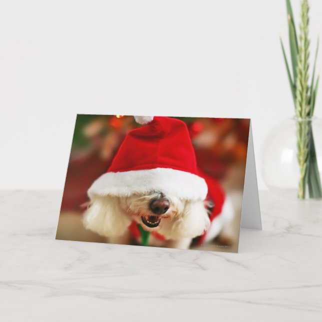 Tarjeta Festiva Perrito de Bichon Frise que lleva el traje de (Anverso)