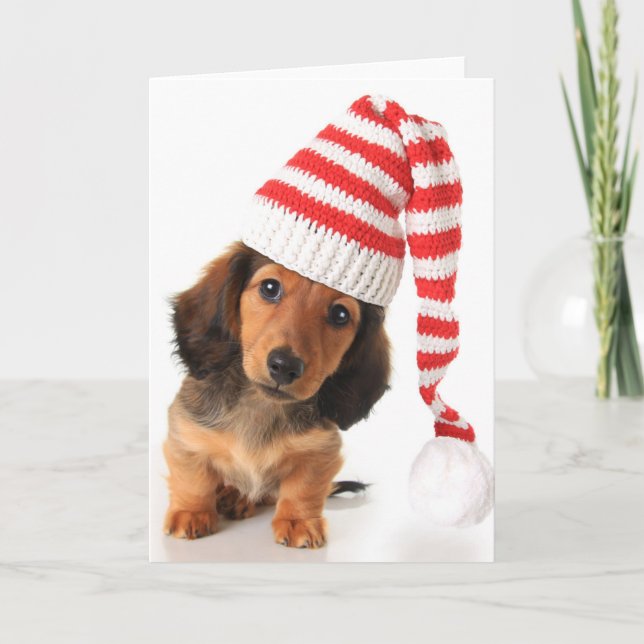 Tarjeta Festiva Perrito de pelo largo del Dachshund (Anverso)