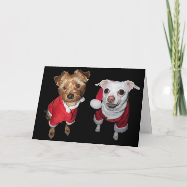 Tarjeta Festiva Perritos traviesos o Niza (Anverso)