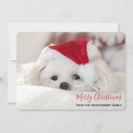 Tarjeta Festiva Perro blanco lindo en un Gorra de Navidades rojos
