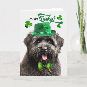 Tarjeta Festiva Perro Bouvier des Flandres Día de San Patricio Afo