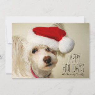 Tarjeta Festiva Perro con cresta chino blanco del powderpuff