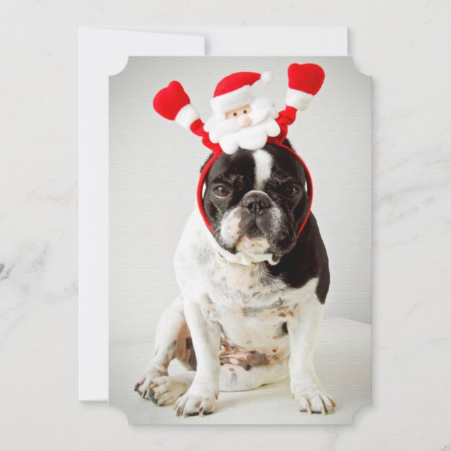 Tarjeta Festiva Perro con la cabeza de santa (Anverso)