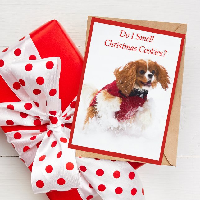 Tarjeta Festiva Perro de aguas de rey Charles arrogante que corre (A cute Christmas card featuring Sadie the Cavalier King Charles Spaniel. )