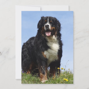 Tarjeta Festiva perro de montaña bernés completo