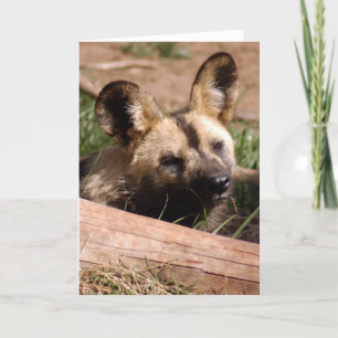 Tarjeta Festiva perro salvaje-africano-012