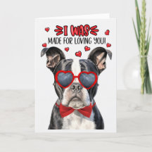 Perro terrible de Boston hecho para amarte San Val