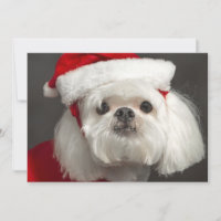 Perro torpe de Santa