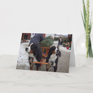 Tarjeta Festiva Perros de montaña de Bernese