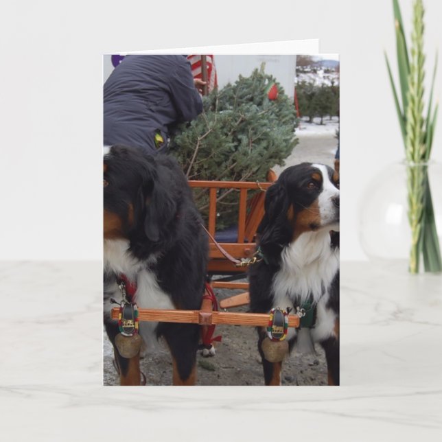 Tarjeta Festiva Perros de montaña de Bernese (Anverso)