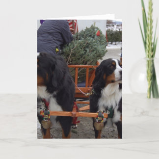 Tarjeta Festiva Perros de montaña de Bernese