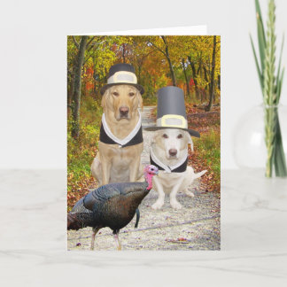 Tarjeta Festiva Perros divertidos/acción de gracias de los