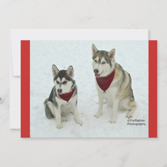 Tarjeta Festiva Perros esquimales lindos que envían alegría del (Anverso)