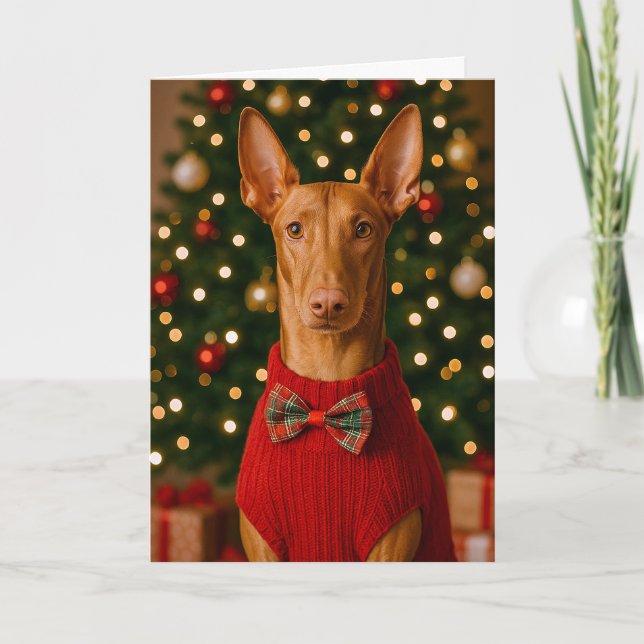 Tarjeta Festiva Pharaoh Hound Holiday Card (Anverso)