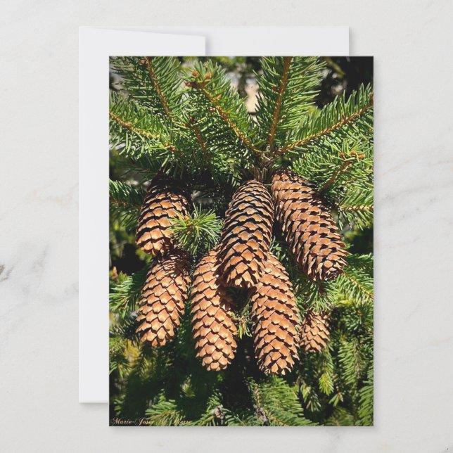 Tarjeta Festiva Pine Cone Magic (Anverso)