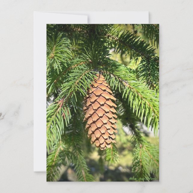 Tarjeta Festiva Pine Tree Perfection (Anverso)