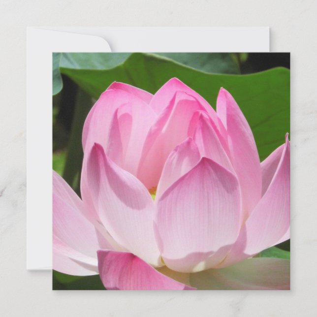 Tarjeta Festiva Pink Lotus Bloom (Anverso)