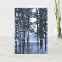 Pinos blancos con luz azul —