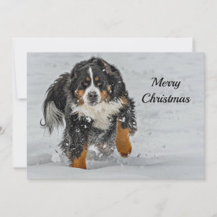 Tarjeta Festiva Plano de Navidades de fotografía de niebla de perr