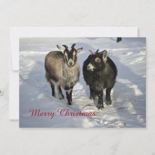 Tarjeta Festiva Plano de Navidades de fotos de nieve de cabras ric
