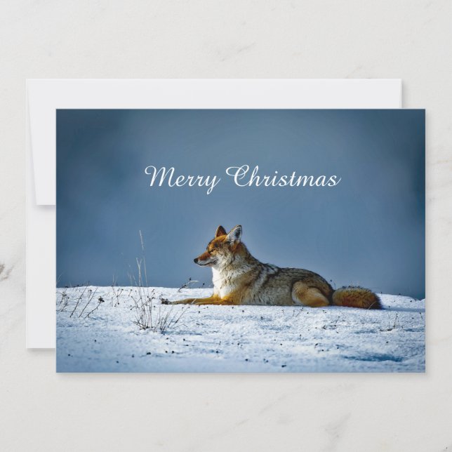 Tarjeta Festiva Plano de Navidades fotográficos de nieve de Coyote (Anverso)