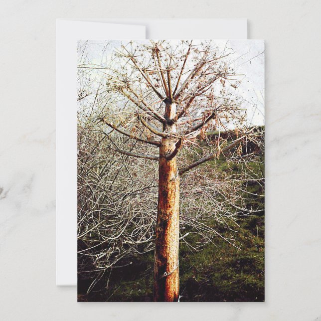 Tarjeta Festiva Planta Dry Ferula (Anverso)