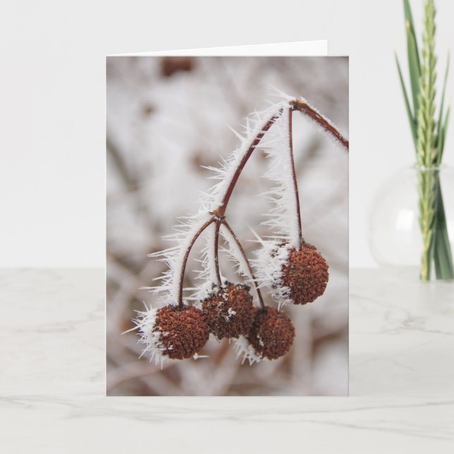Tarjeta Festiva Planta escarchada (Anverso)