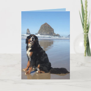 Tarjeta Festiva Playa de Cannon para perros de montaña de Bernese