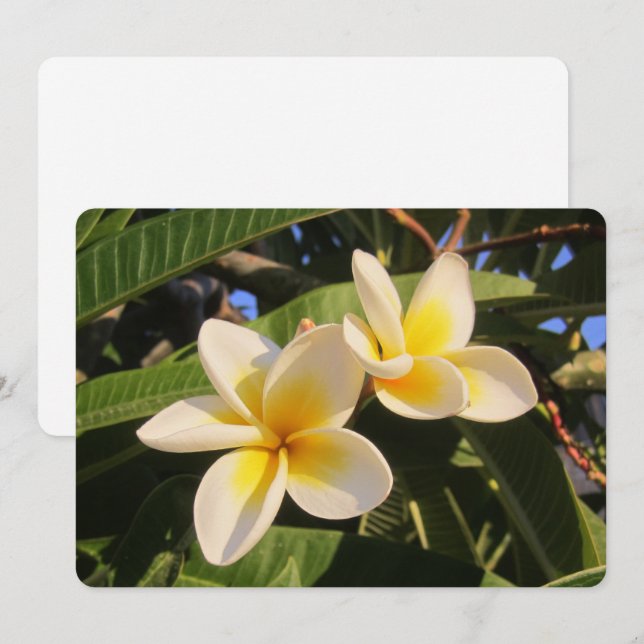 Tarjeta Festiva Plumeria (Anverso / Reverso)