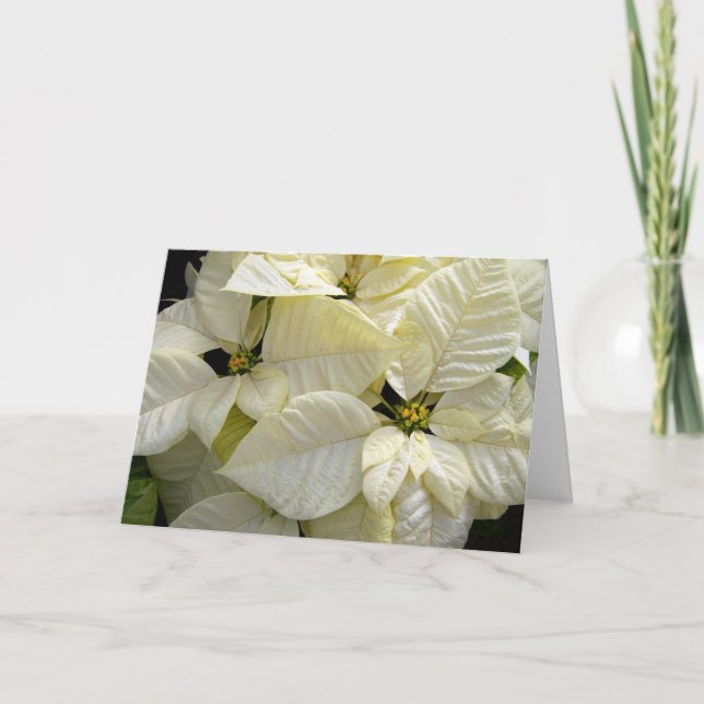 Tarjeta Festiva Poinsettia blanca (Anverso)