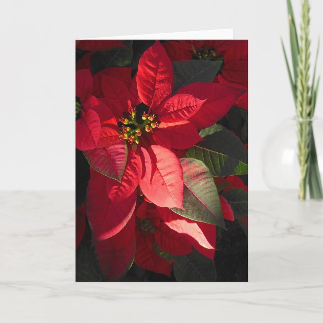 Tarjeta Festiva Poinsettia hawaiana (Anverso)
