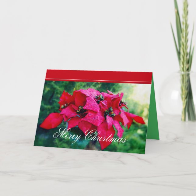 Tarjeta Festiva Poinsettia Merry Christmas Card (Anverso)