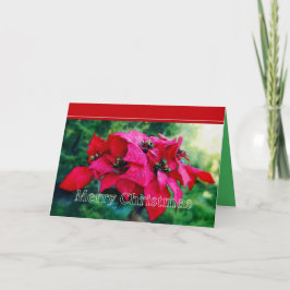Tarjeta Festiva Poinsettia Merry Christmas Card