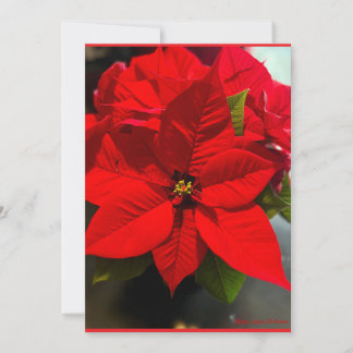Tarjeta Festiva Poinsettia Velvet Fireworks