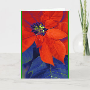Tarjeta Festiva Poinsettias and blue leaves