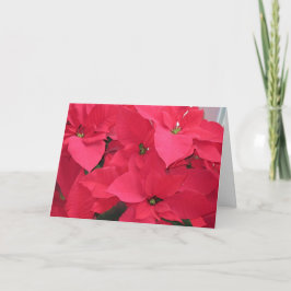 Tarjeta Festiva Poinsettias rojas