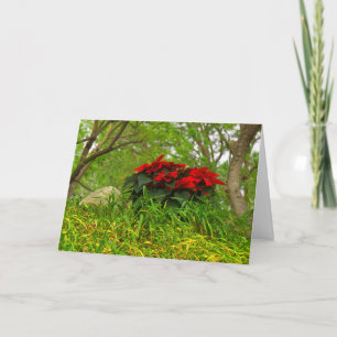 Tarjeta Festiva Poinsettias Rojas - Personalizable