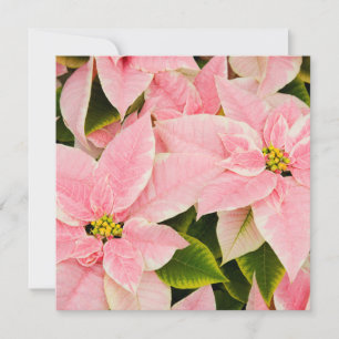 Tarjeta Festiva Poinsettias rosadas
