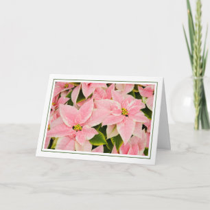 Tarjeta Festiva Poinsettias rosadas