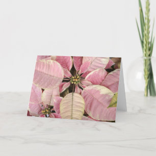 Tarjeta Festiva Poinsettias rosadas