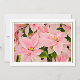 Tarjeta Festiva Poinsettias rosadas