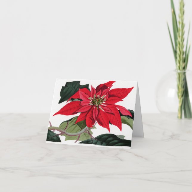 Tarjeta Festiva Poinsettiia (Anverso)