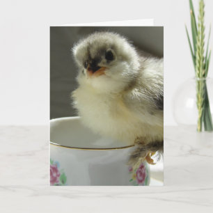 Tarjeta Festiva Pollito Cochin Azul en Taza de Té, Pascua