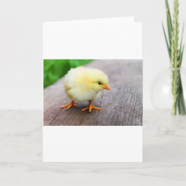 Tarjeta Festiva Pollito de Pascua