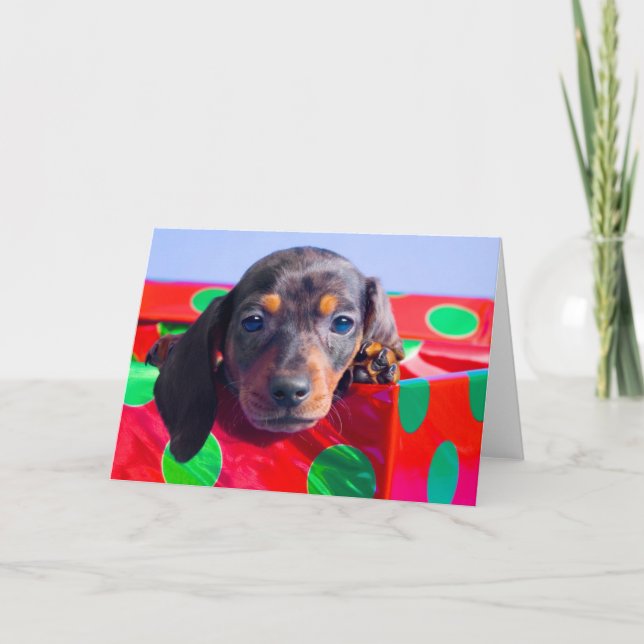 Tarjeta Festiva Popal de Dachshund en caja de regalo (Anverso)