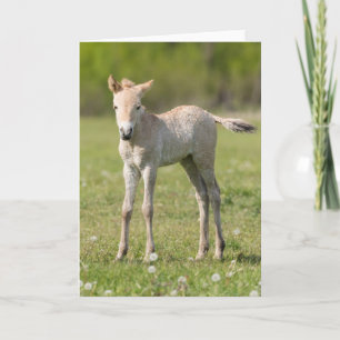 Tarjeta Festiva Potro del caballo de Przewalski, Hungría